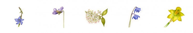 Adriana Skálová - akvarelové květiny pro stránku Vzpomínky